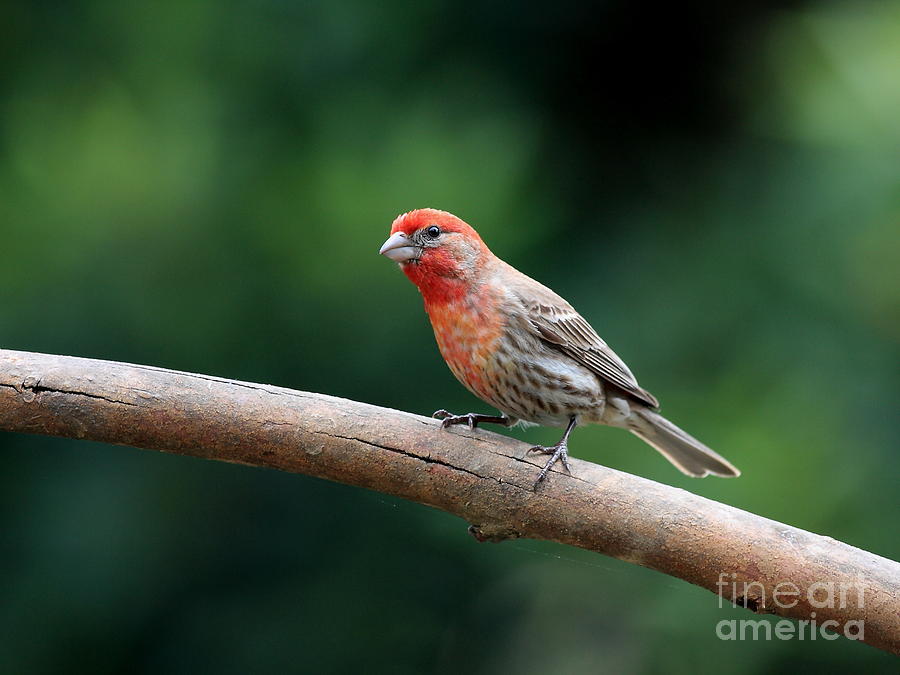 House Finch Bird . 40D7316 Photograph by Wingsdomain Art and Photography