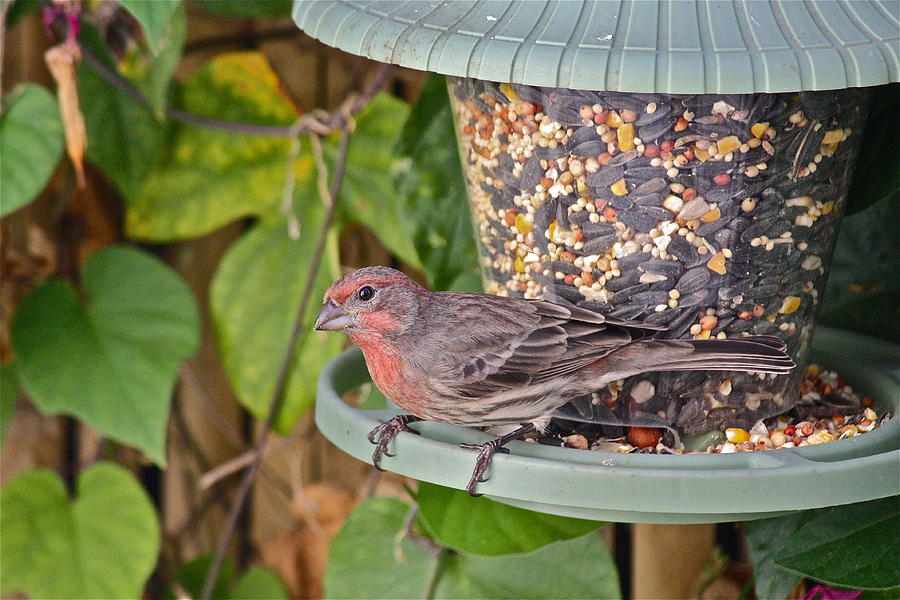 House Finch Photograph by Diana Hatcher