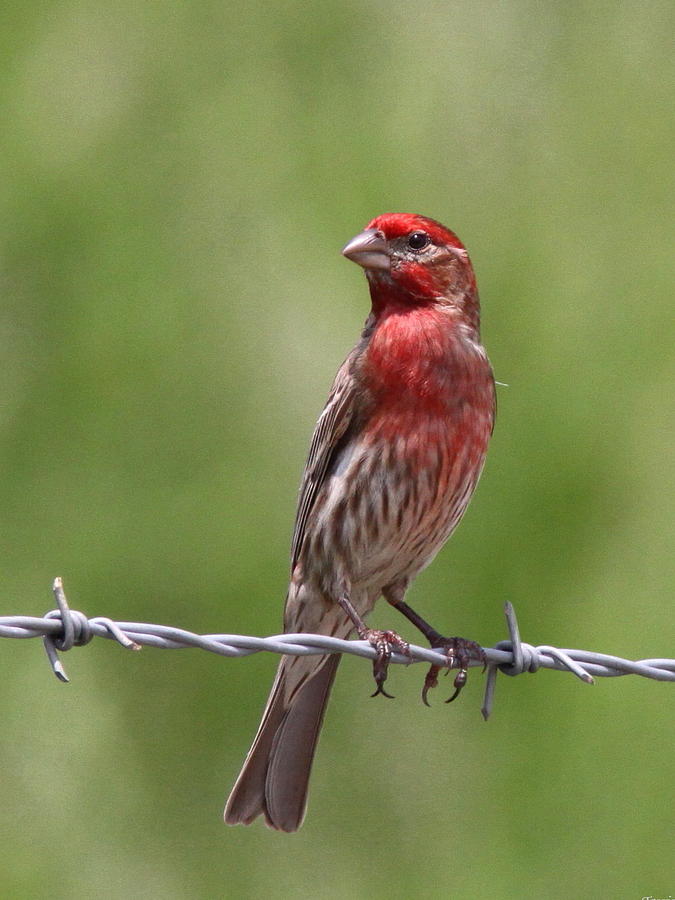House Finch - Full Colors Photograph by Travis Truelove