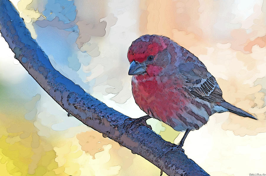 House finch III Painted effect Mixed Media by Debbie Portwood