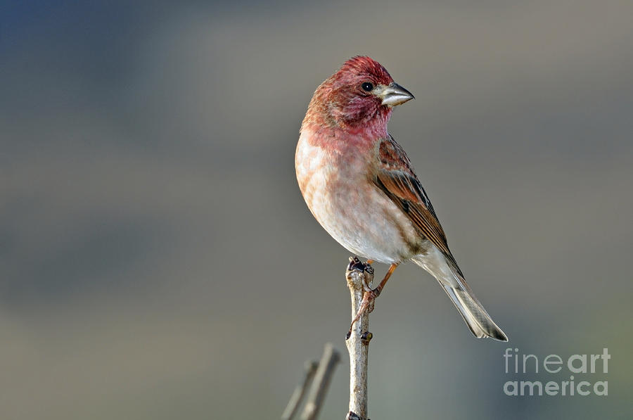 House Finch in Winter Sun Photograph by Laura Mountainspring