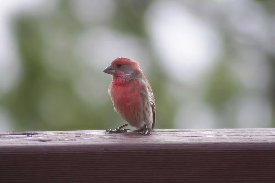 House Finch On The Deck Photograph by Barbara Dean