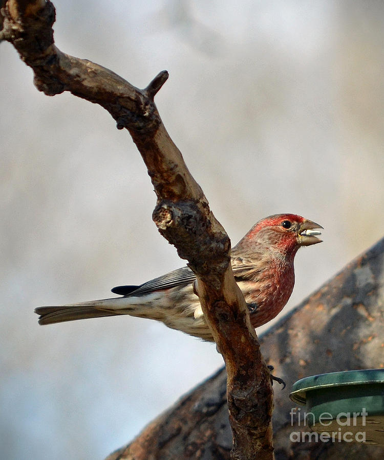 House Finch Photograph by Sue Stefanowicz