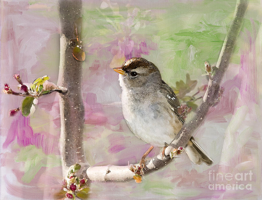 Bird Photograph - House Sparrow by Betty LaRue