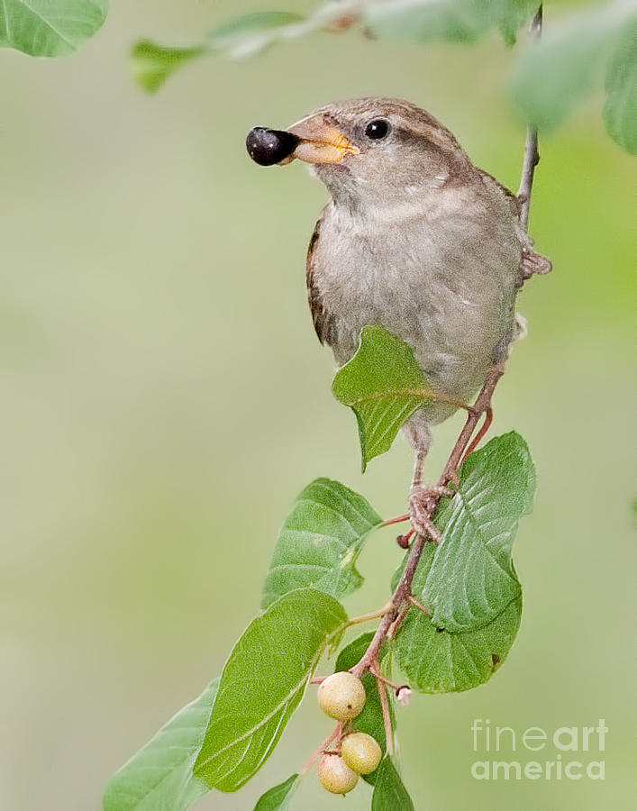 House Sparrow with Berry Photograph by Jean A Chang