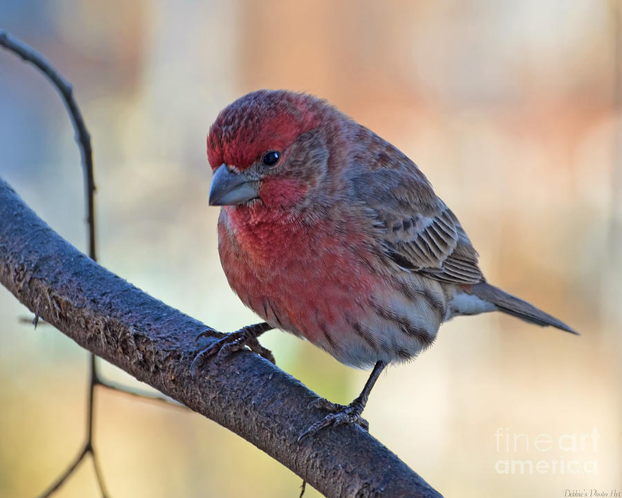 Housefinch III Photograph by Debbie Portwood