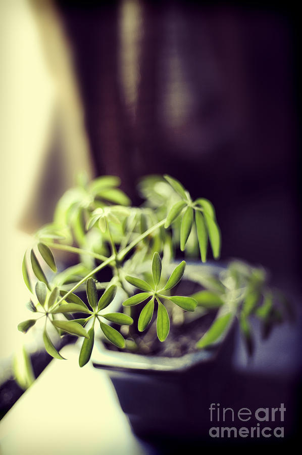 Houseplant Photograph by HD Connelly