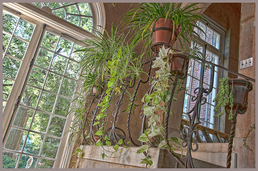 Plants Photograph - Houseplants by the Window by Elin Mastrangelo