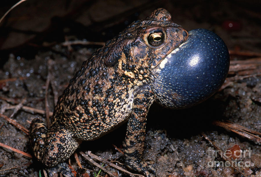 Animal Photograph - Houston Toad by Dante Fenolio
