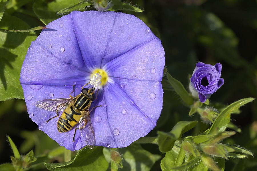 Hoverfly and Blue Rock Bindweed Convolvulus sabatius Photograph by Matthias Hauser