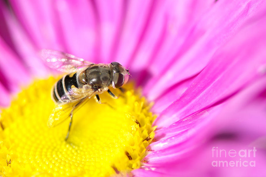 Hoverfly on Pink Aster Photograph by Sharon Talson