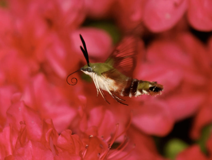 Hovering Clearwing Hummingbird Moth Photograph by Lara Ellis