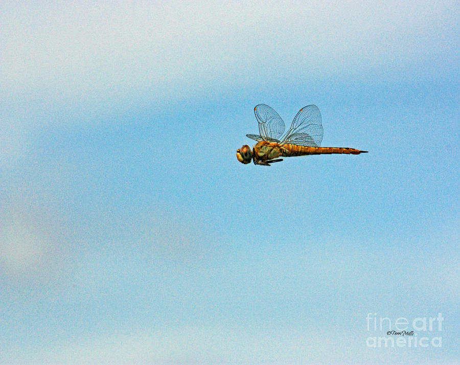 Hovering Dragonfly Photograph by Terri Mills
