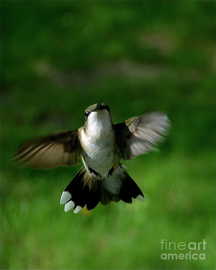 Hovering Hummingbird  Photograph by Sue Stefanowicz