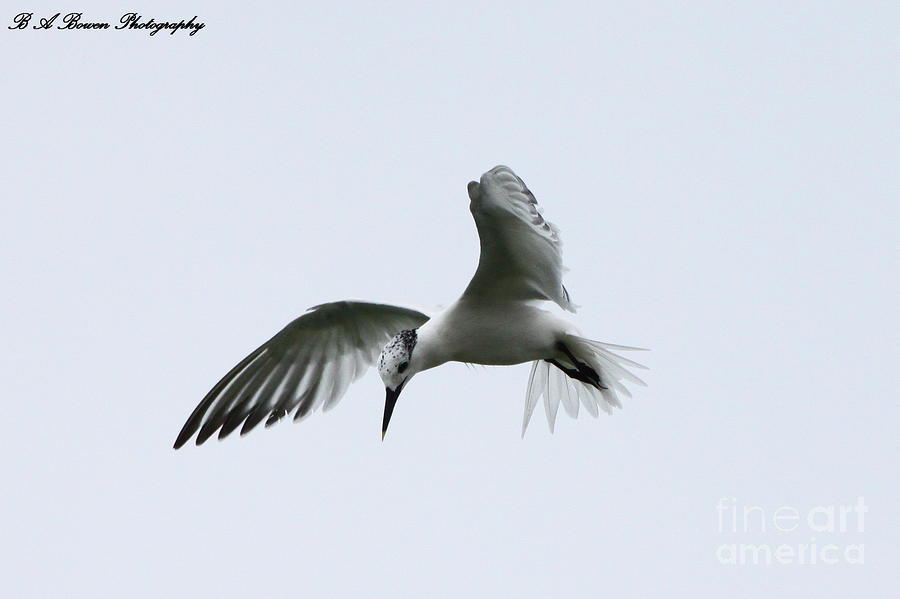 Hovering Tern Photograph by Barbara Bowen