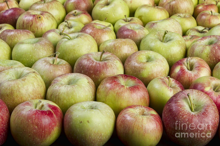 How About Them Apples Photograph by James BO Insogna
