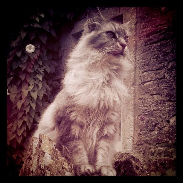 How Beautifully Regal? Maine Coon Photograph by Sand I Am