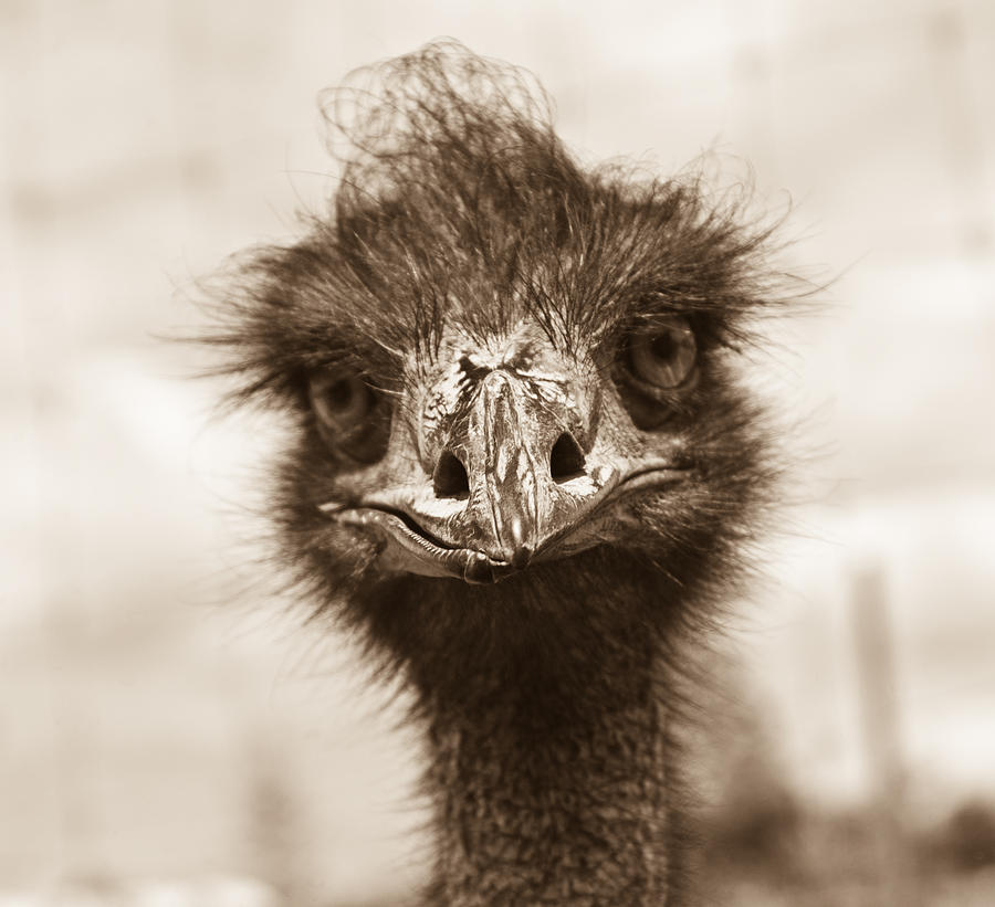 Ostrich Photograph - How Do You Do by Douglas Barnett