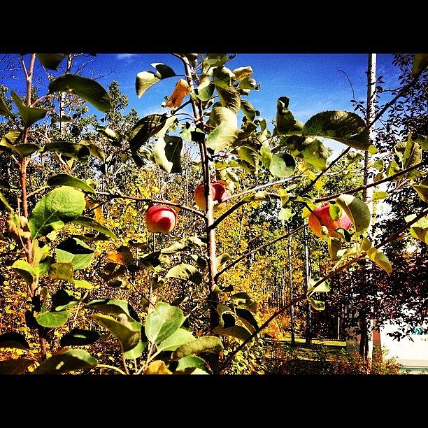 How Do You Like Them Apples 🍎 Photograph by Ashley Blanchard How Do You Like Them Apples 🍎 Photograph by Ashley Blanchard