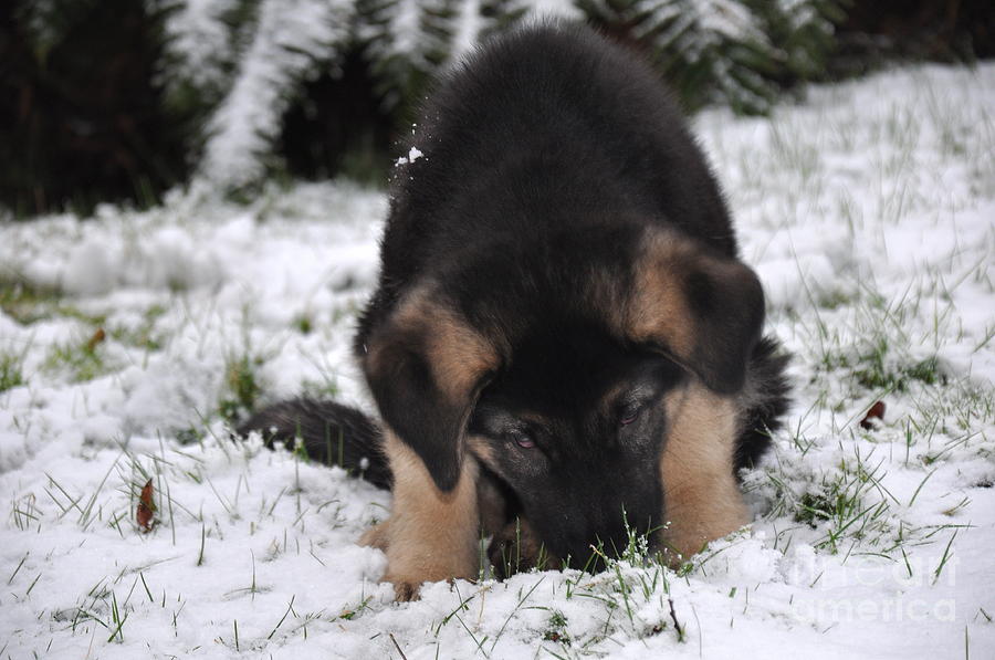 how-does-snow-smell-2-photograph-by-tatyana-searcy-fine-art-america