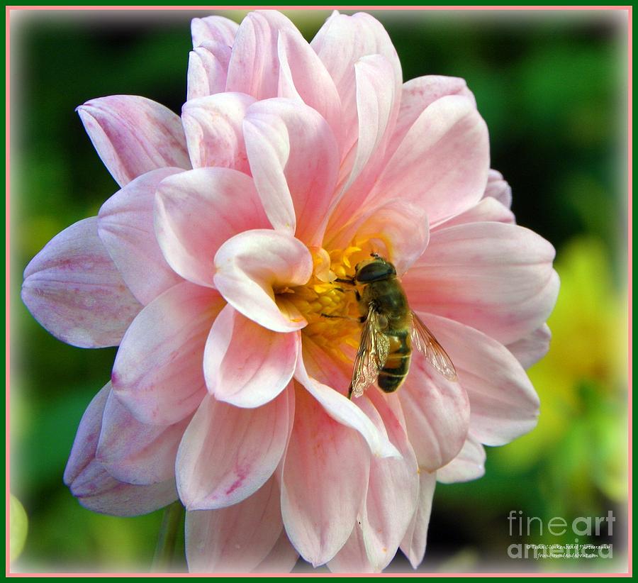 how-sweet-in-pink-photograph-by-tisha-clinkenbeard-fine-art-america