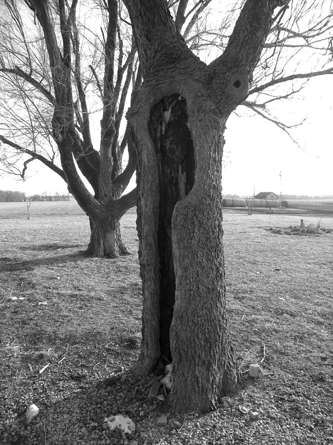 Howling Tree Photograph by Sheri Lauren