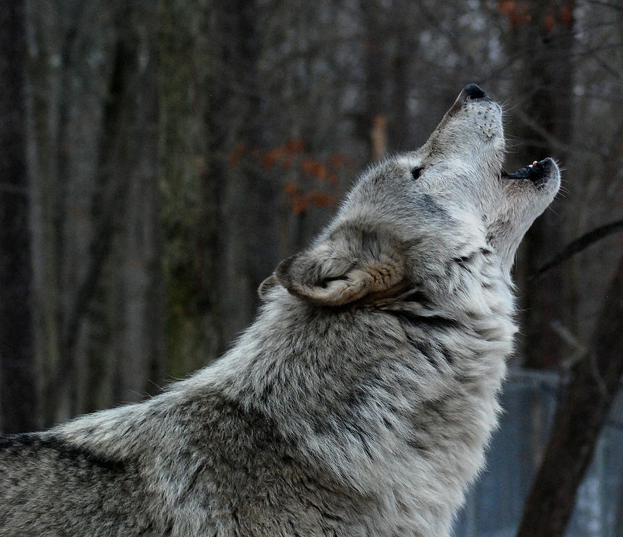 howling wolf profile