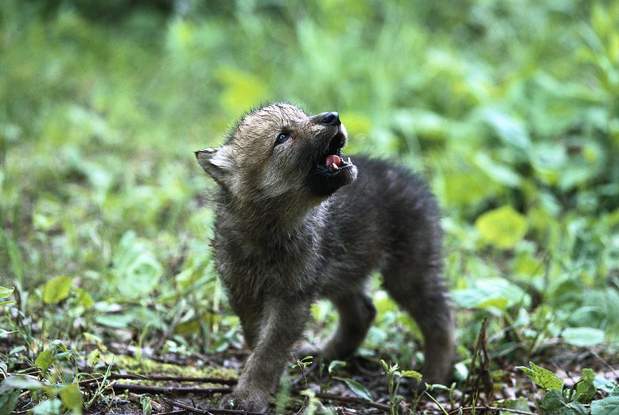 Howling Wolf Pup Photograph by Konrad Wothe