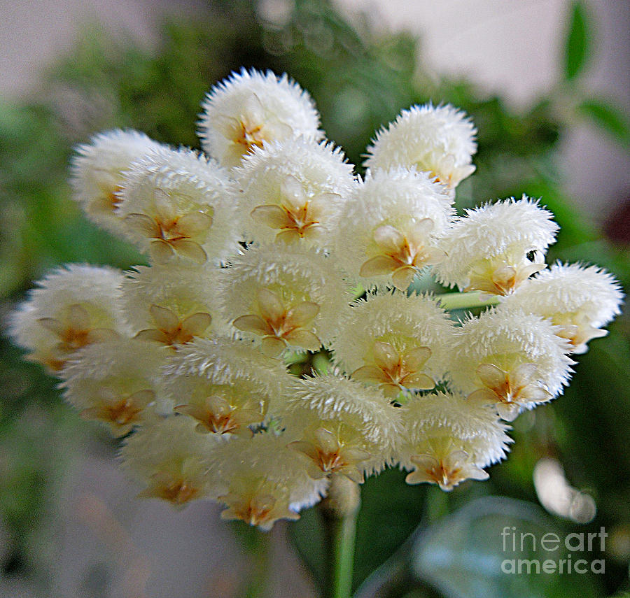 Hoya Lacunosa Blooms Photograph by Renee Trenholm