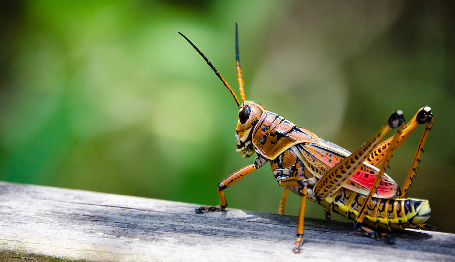 Hubber Grasshopper Photograph by Mike Rivera - Pixels