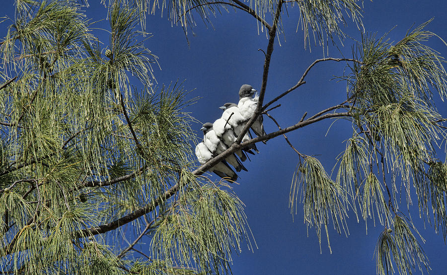 Swallow Photograph - Huddlers V3 by Douglas Barnard