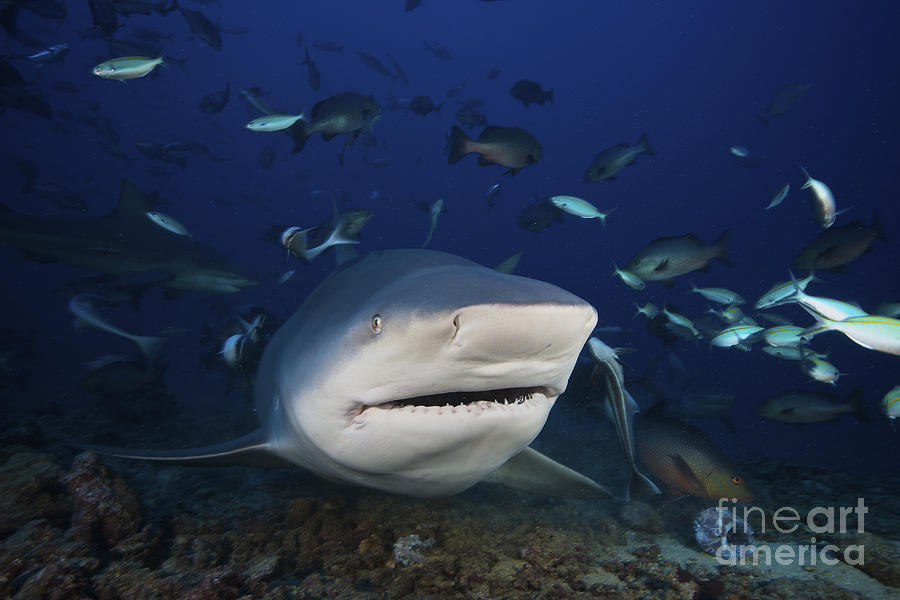 Huge Bull Shark With Mouth Open, Fiji Photograph by Terry Moore