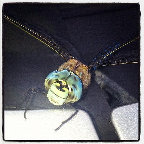 Huge Dragonfly That Got Stuck In The Photograph by Derek Enns