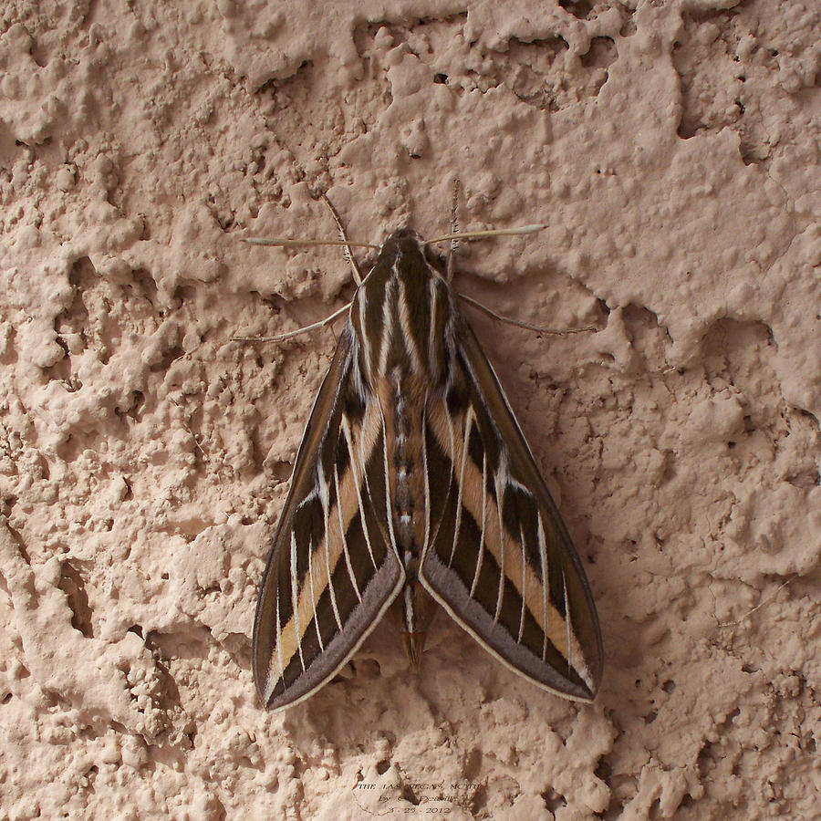 Huge Moth On Stucco In Las Vegas Photograph by Carl Deaville Fine Art