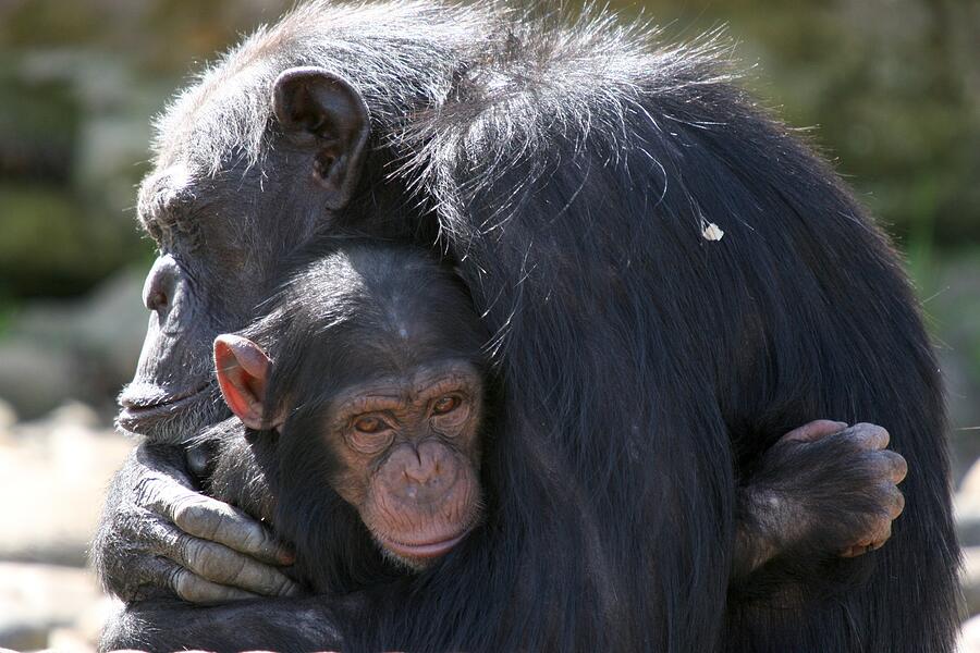 Gorillas Embrace - Hugs Heal Photograph