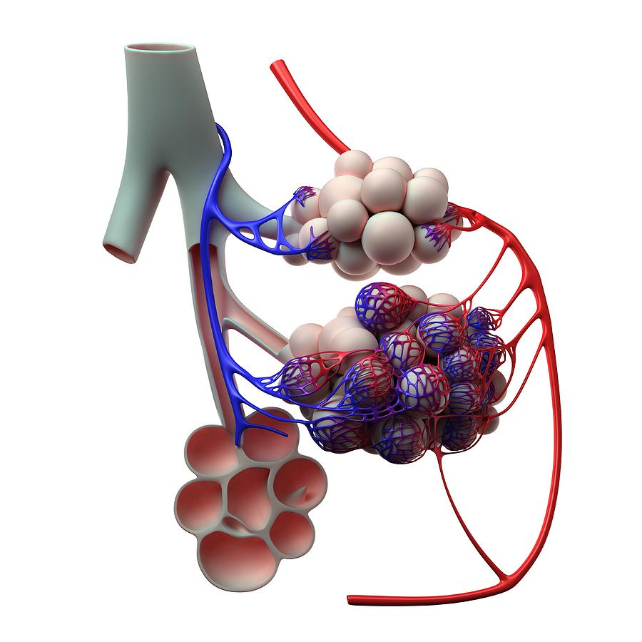 Human Alveoli, Artwork Digital Art by Sciepro