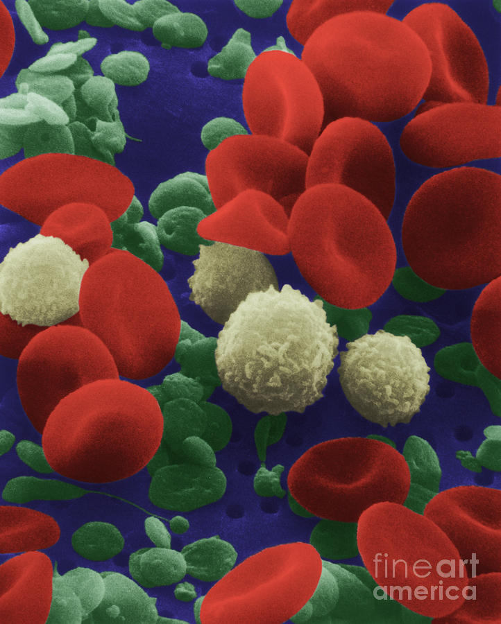 Human Blood Cells Photograph by NIH and Science Source