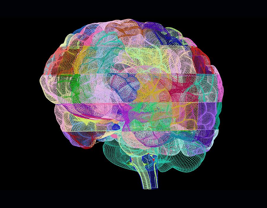Brain Photograph - Human Brain, Computer Artwork by Pasieka