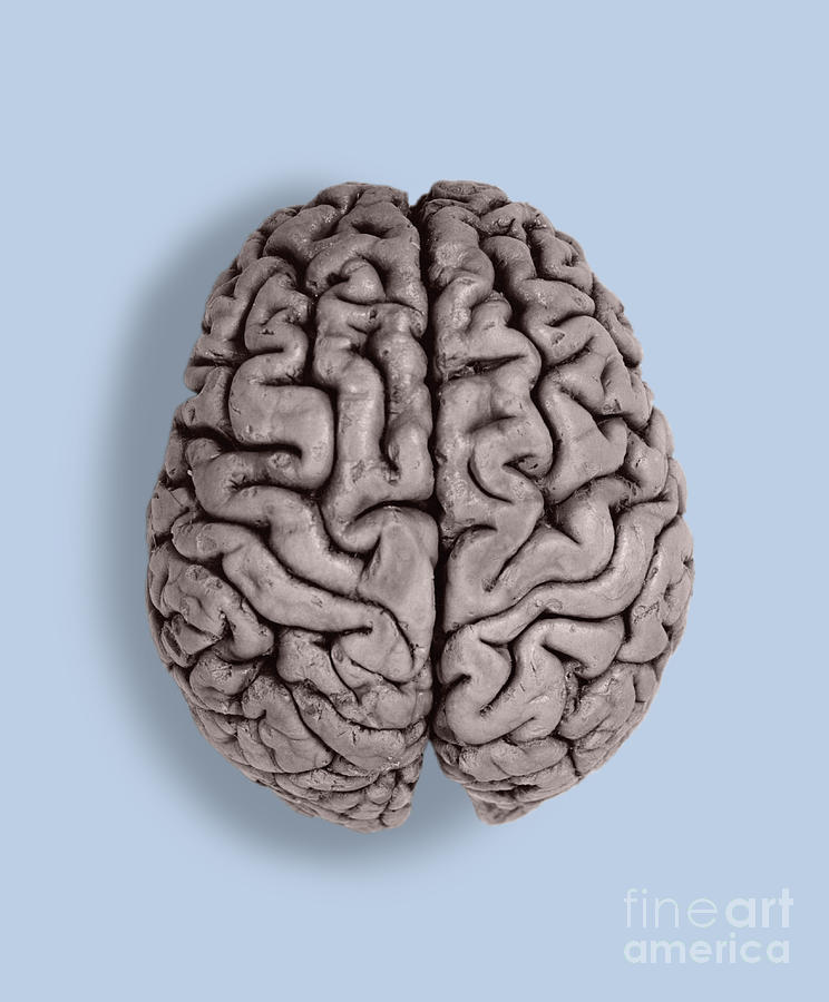 Human Brain Photograph by Omikron