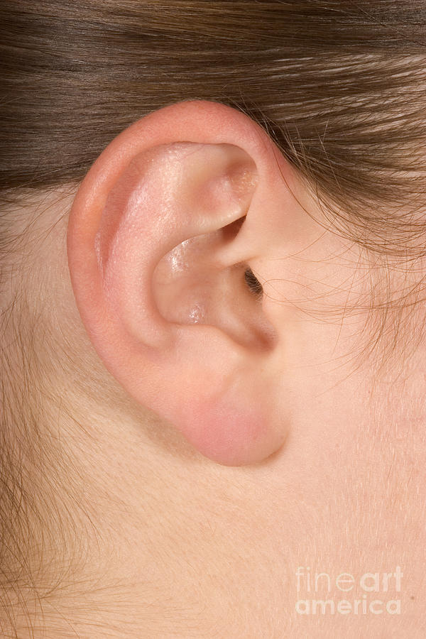 Human Ear Photograph by Ted Kinsman