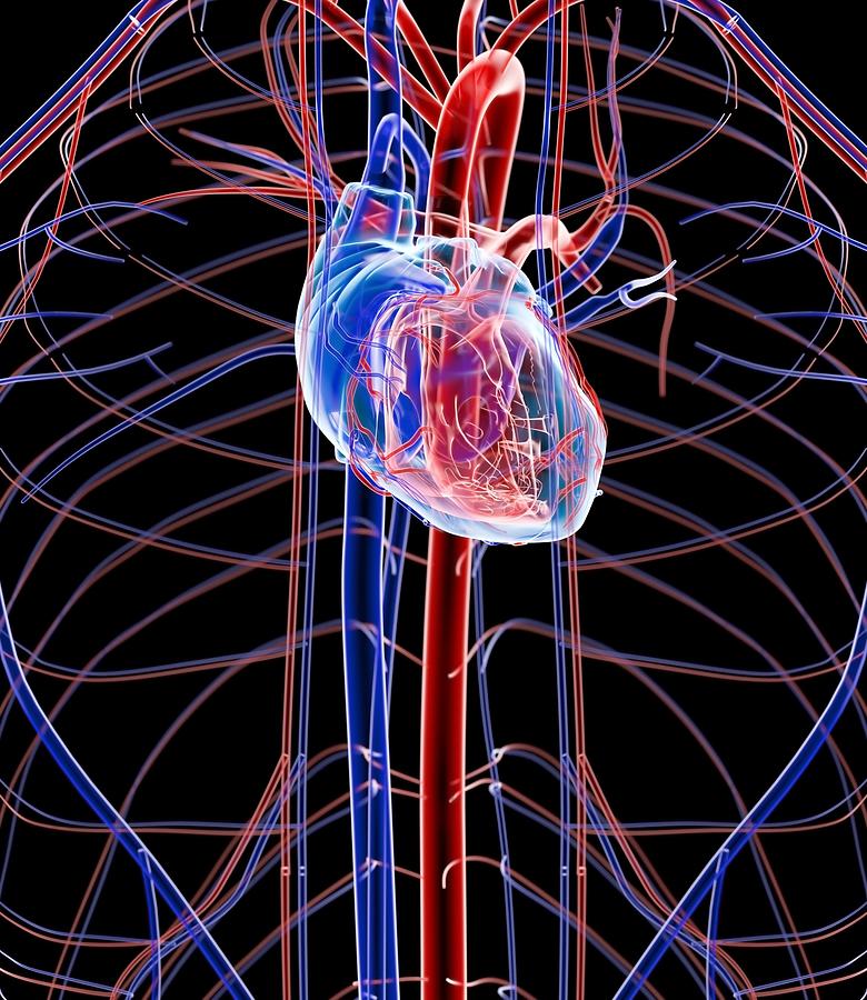 Human Heart, Artwork Photograph by Roger Harris - Fine Art America