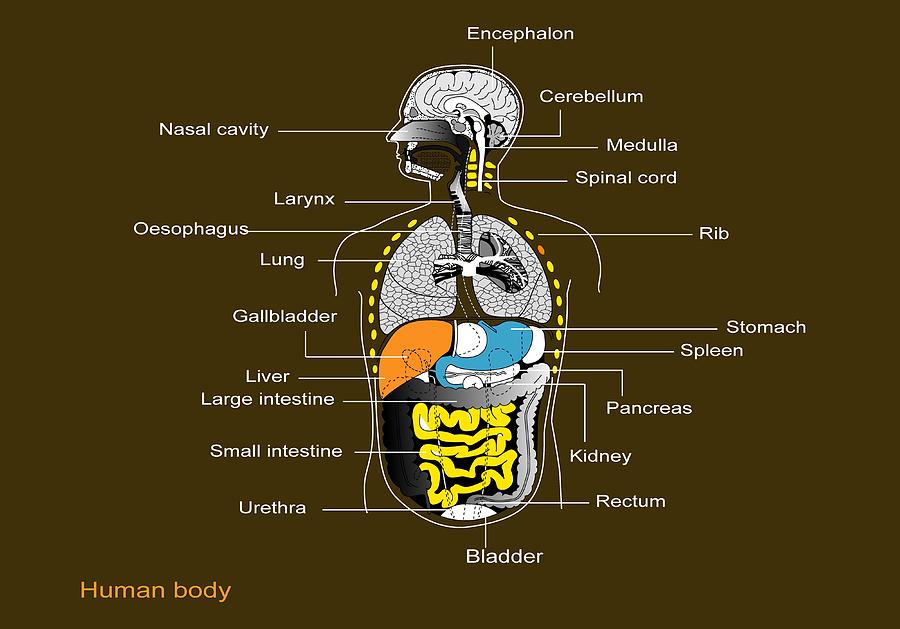 Human Internal Organs, Diagram Photograph by Francis Leroy, Biocosmos