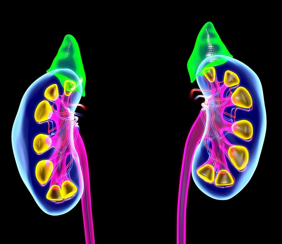 Human Kidneys, Artwork Photograph by Roger Harris - Fine Art America