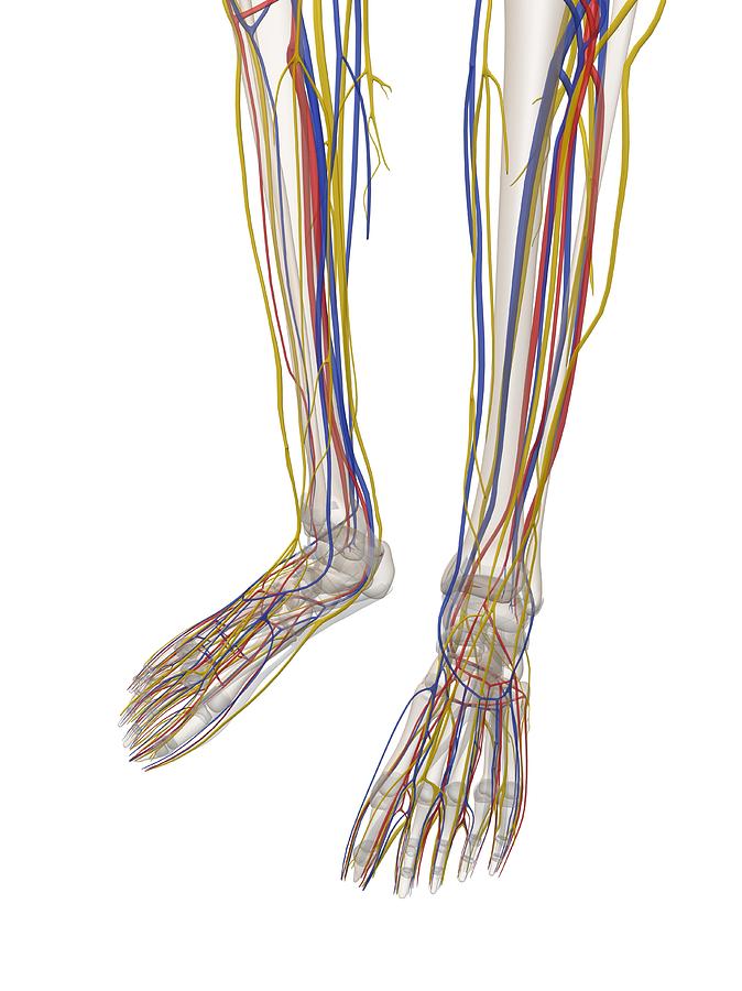 Human Lower Leg Anatomy, Artwork Digital Art by Sciepro