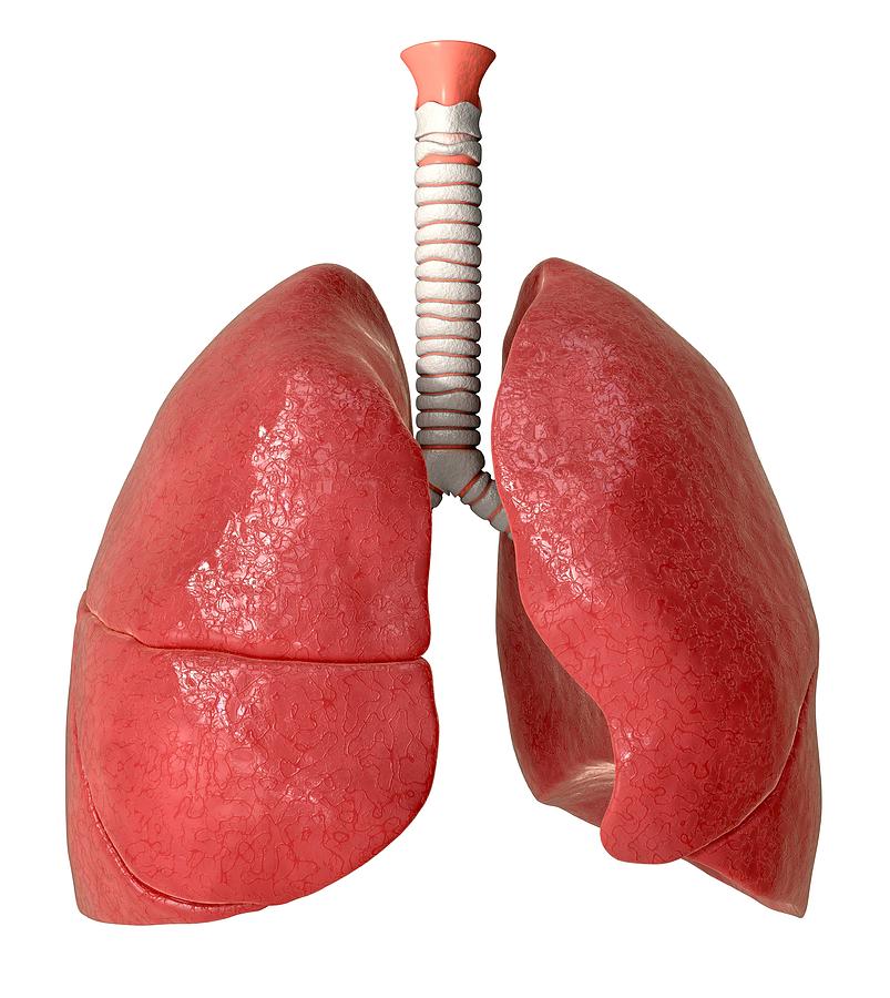 Airway Photograph - Human Lungs, Anatomical Artwork by David Mack