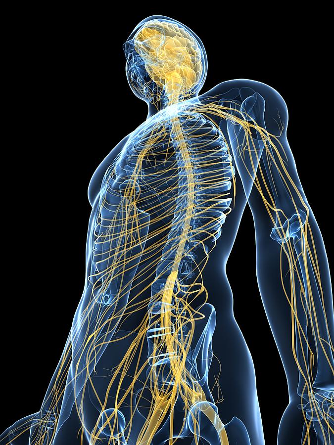 Skeleton Photograph - Human Nervous System, Artwork by Sciepro