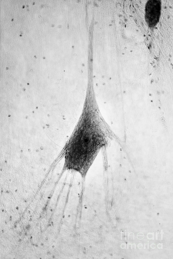 Human Neuron Photograph by Omikron Human Neuron Photograph by Omikron