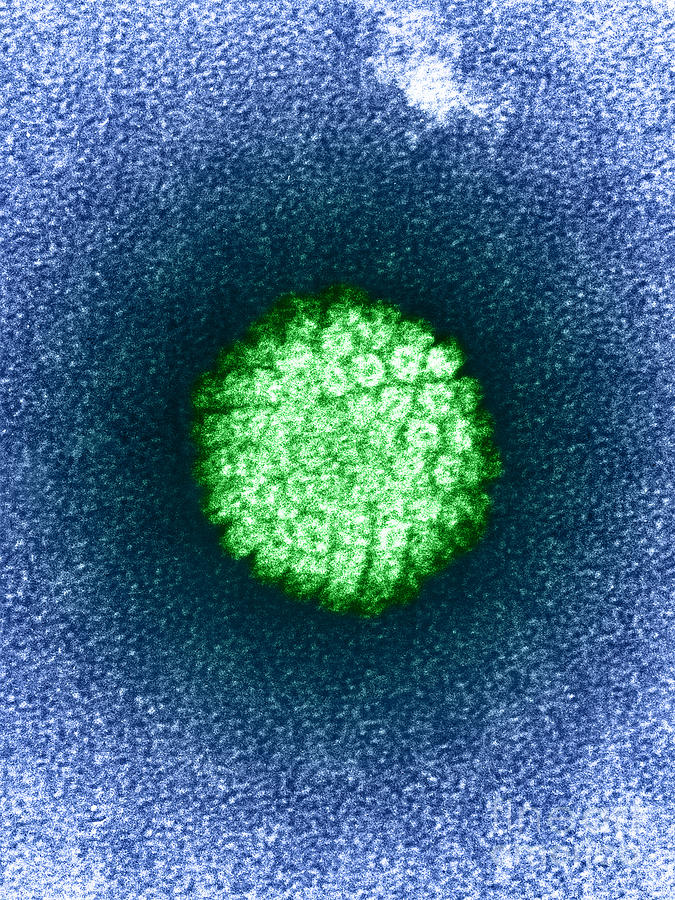 Tem Photograph - Human Papilloma Virus Hpv by Science Source