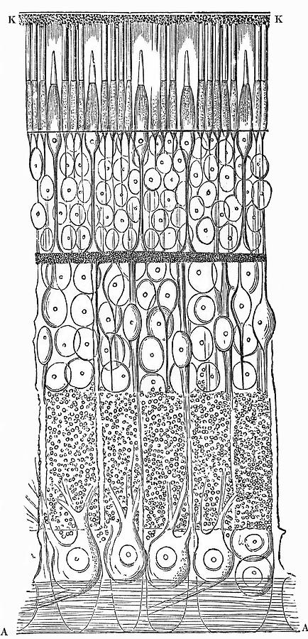 Human Retina, 19th Century Artwork Photograph by - Fine Art America