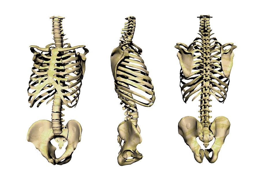 Human Skeleton Anatomy Artwork Photograph By Victor Habbick Visions